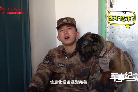 又硬核又软萌！有一条黏人的军犬是什么体验