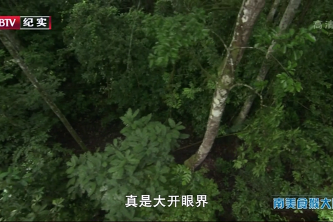 BBC自然世界.南美食猴大雕 