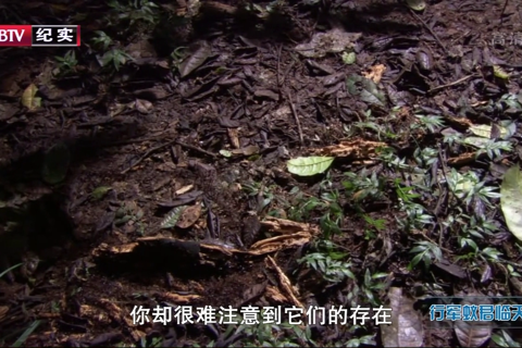 BBC自然世界.非洲行军蚁君临天下 