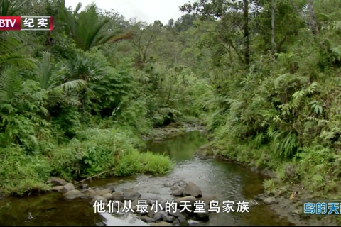 BBC自然世界.鸟的天堂 